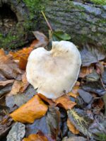 Autumn Equinox Retreat Day - Image 8
